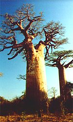 Baobab-Alle