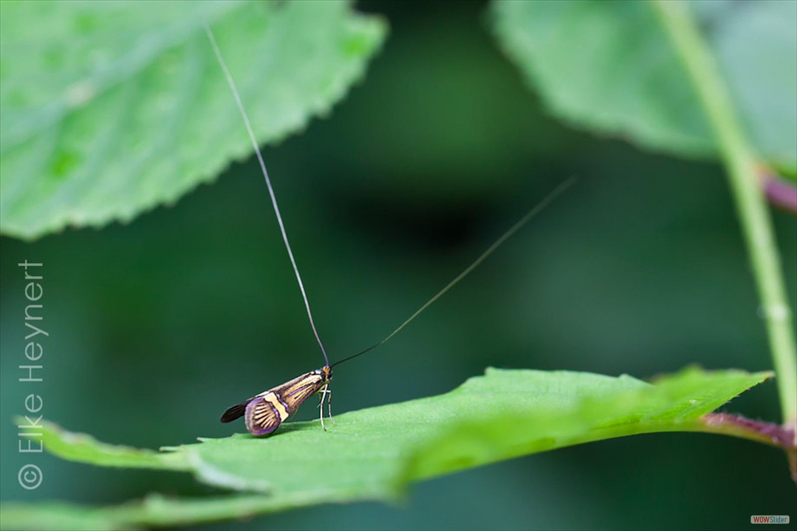Langhornmotte (Nemophora degeerella)