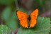 Dukatenfalter (Lycaena virgaureae)