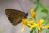 Brauner Waldvogel (Aphantopus hyperantus)