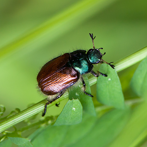 Phyllopertha horticola