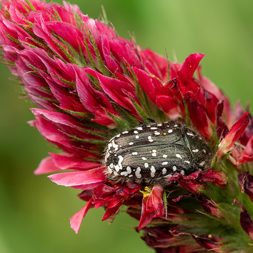 Oxythyrea funesta