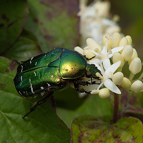 Cetonia aurata