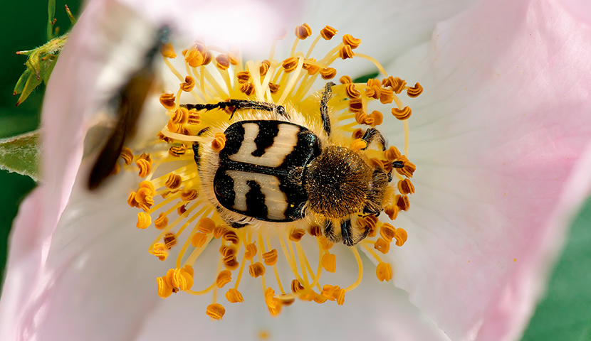 Trichius fasciatus