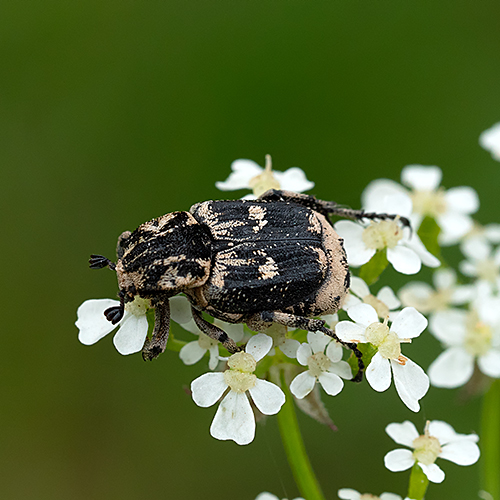 Valgus hemipterus