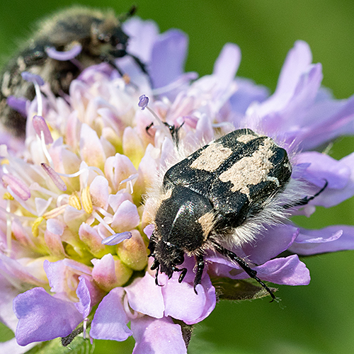 Tropinota hirta