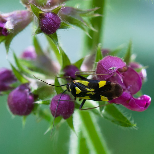 Grypocoris sexguttatus