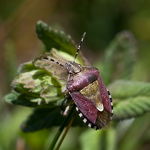 Beerenwanze