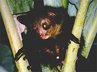 Aye-Aye