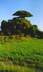 Baobab-Allee
