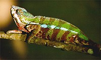 Furcifer pardalis