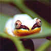 Frosch