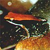 Frosch