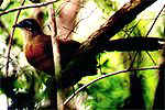Grosser Coua