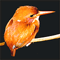 Pigmy Kingfisher