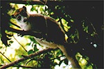 Kronenlemur