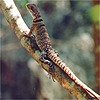 Lizzard