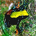 Mantella (laevigata?)