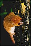 Microcebus rufus (Mausmaki)