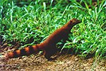 Ring tailed mongoose