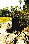 Pachypodium (Zwergbaobab)