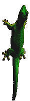 Phelsuma