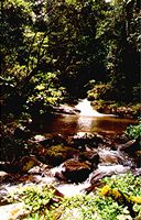 Regenwaldidyll