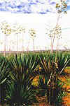 Sisalplantage
