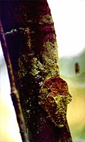 Uroplatus fimbriatus