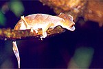 Uroplatus