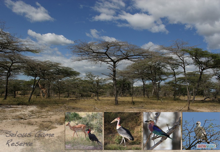 selous1