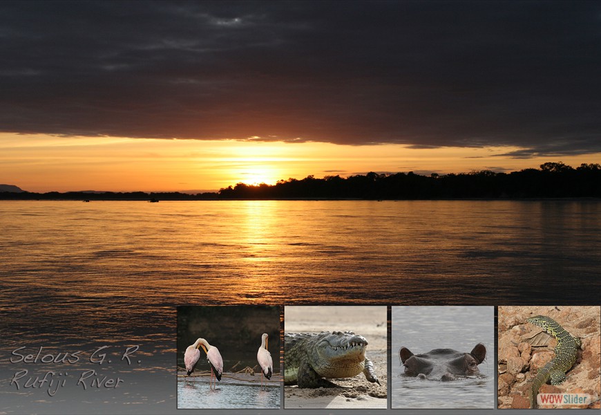 selous2