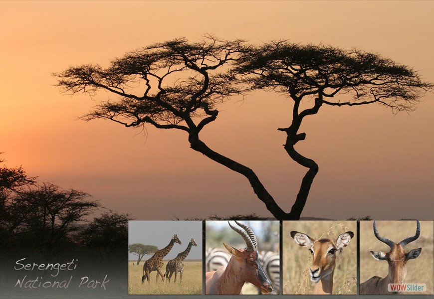 serengeti1