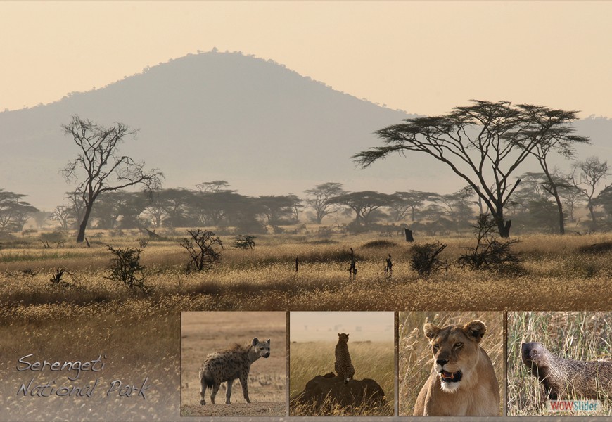 serengeti2