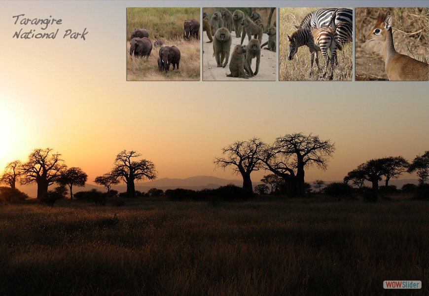 tarangire2