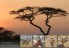 serengeti1